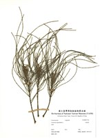 藏品(木麻黃)的圖片